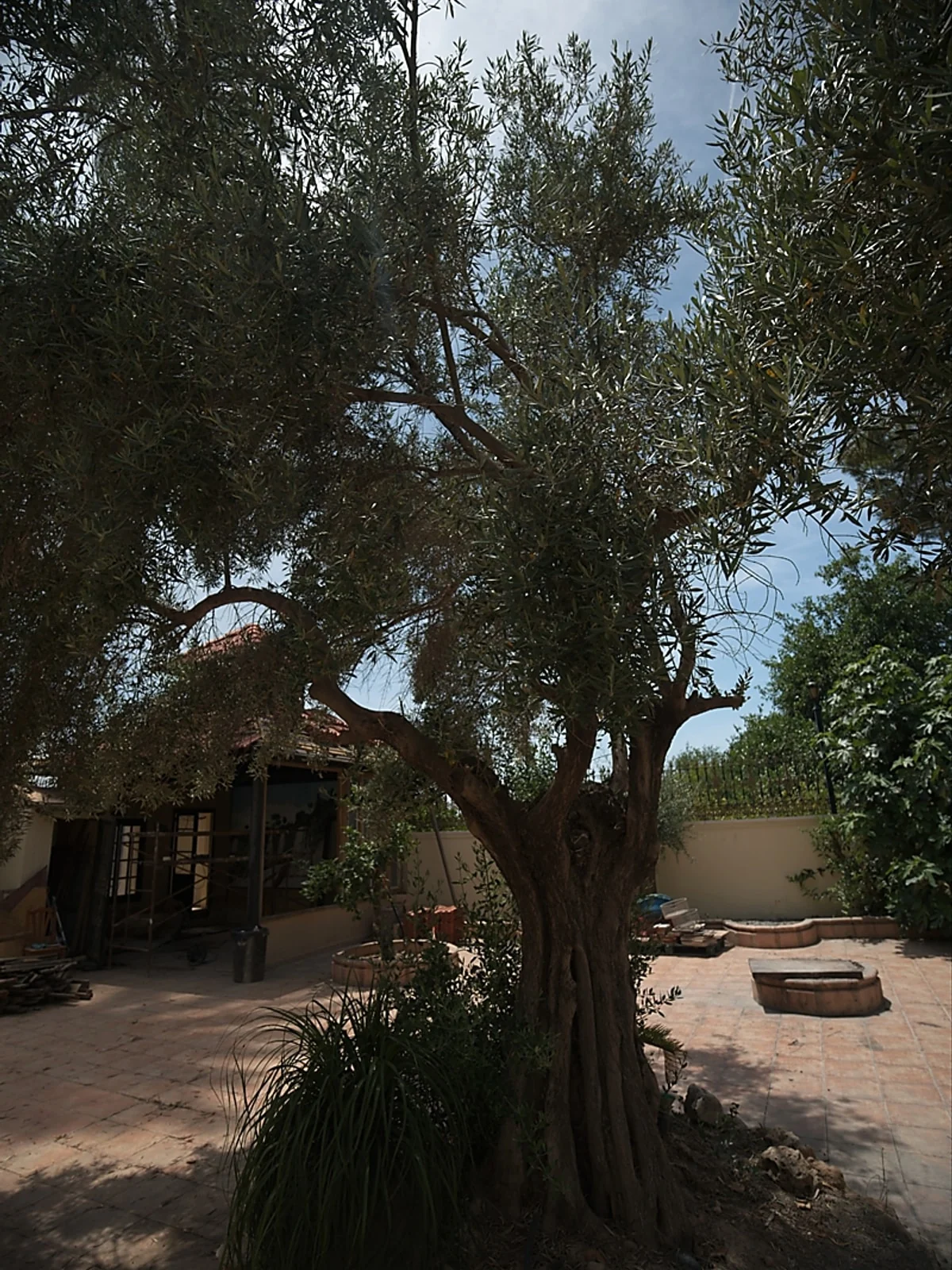 Old olive tree in the garden
